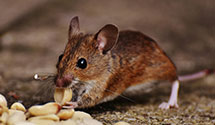 24 Hour & Emergency Exterminators in Fort Madison, IA